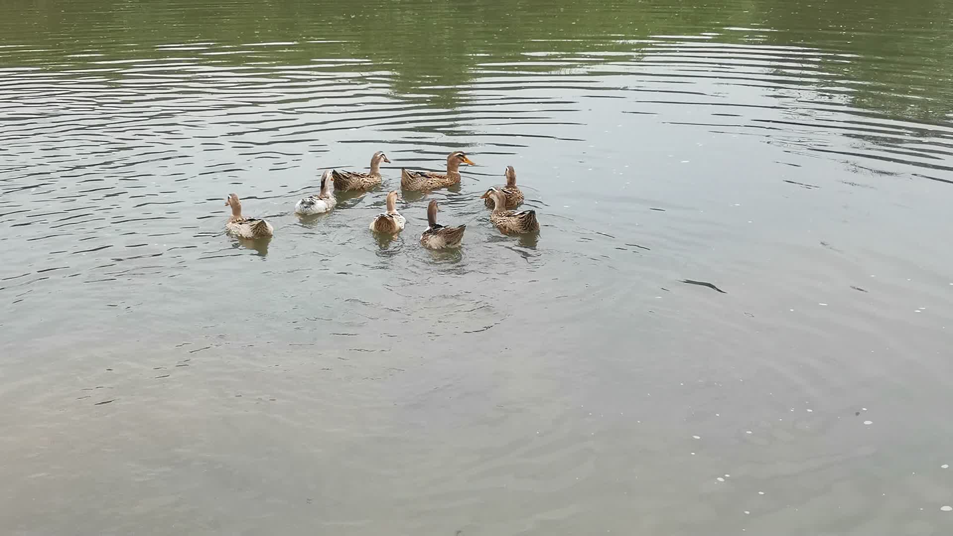 农村河中散养鸭子放养视频的预览图
