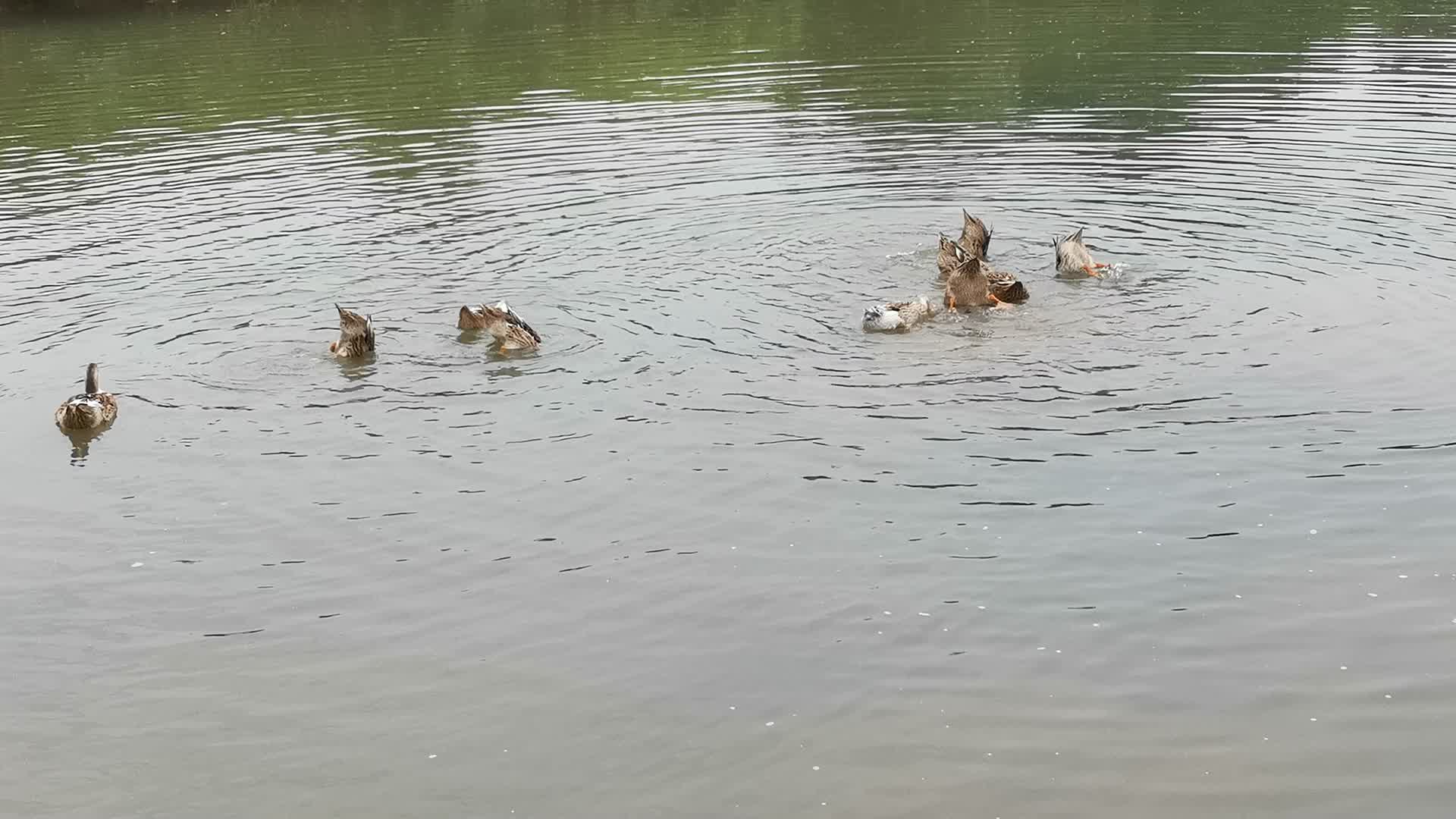农村河中散养鸭子放养视频的预览图