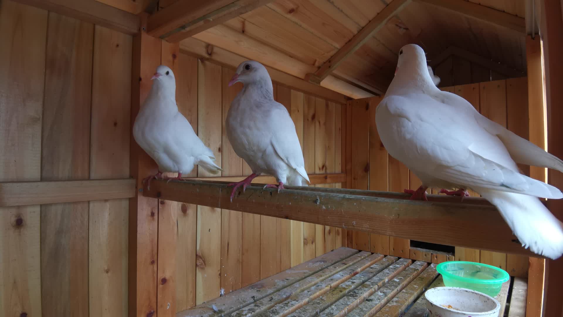 动物鸽子视频的预览图
