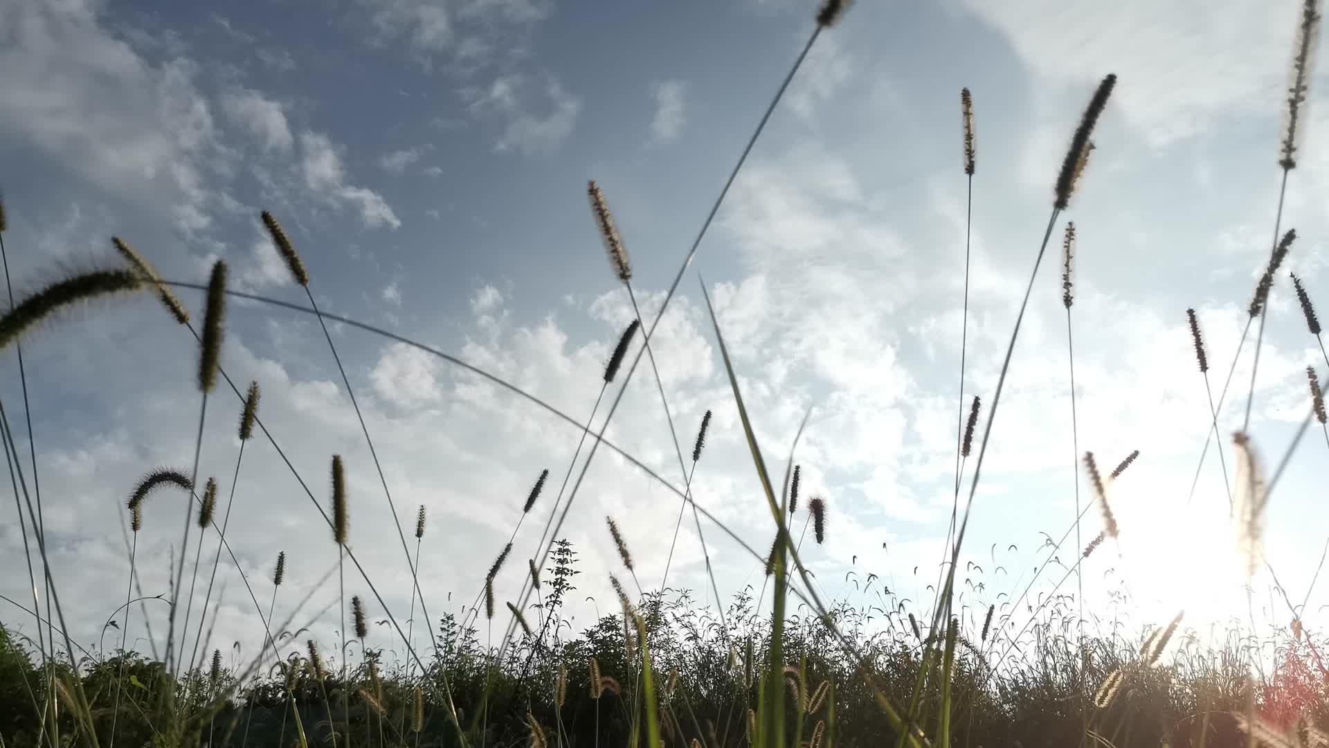 实拍蓝天树枝野草植物视频的预览图