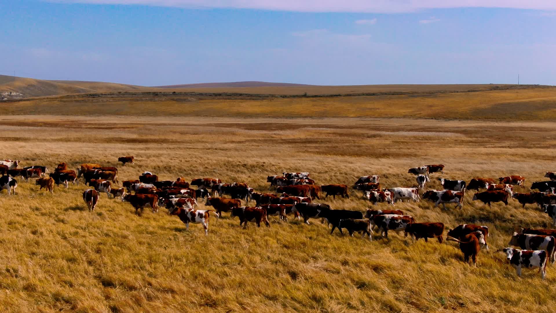 4K航拍草原上的牛群视频的预览图