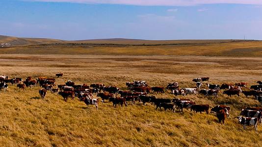 4K航拍草原上的牛群视频的预览图