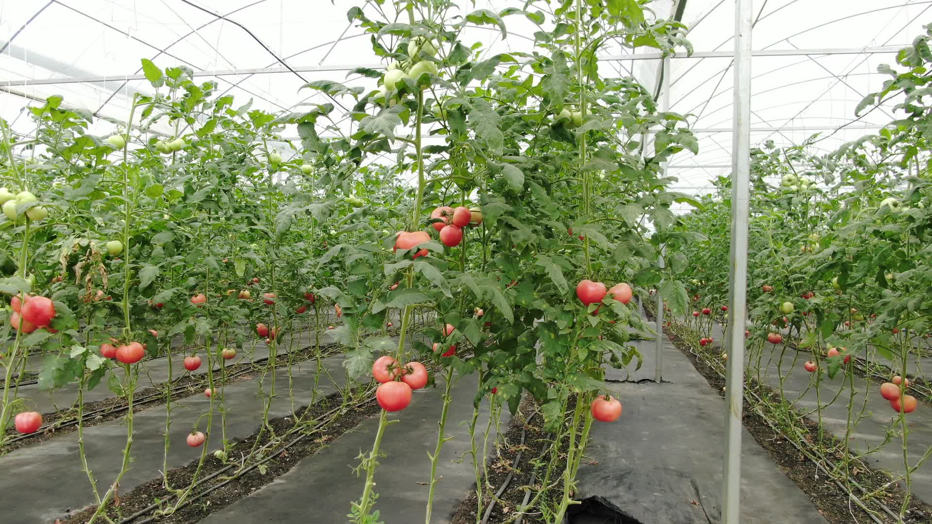 实拍绿色有机蔬菜西红柿视频的预览图