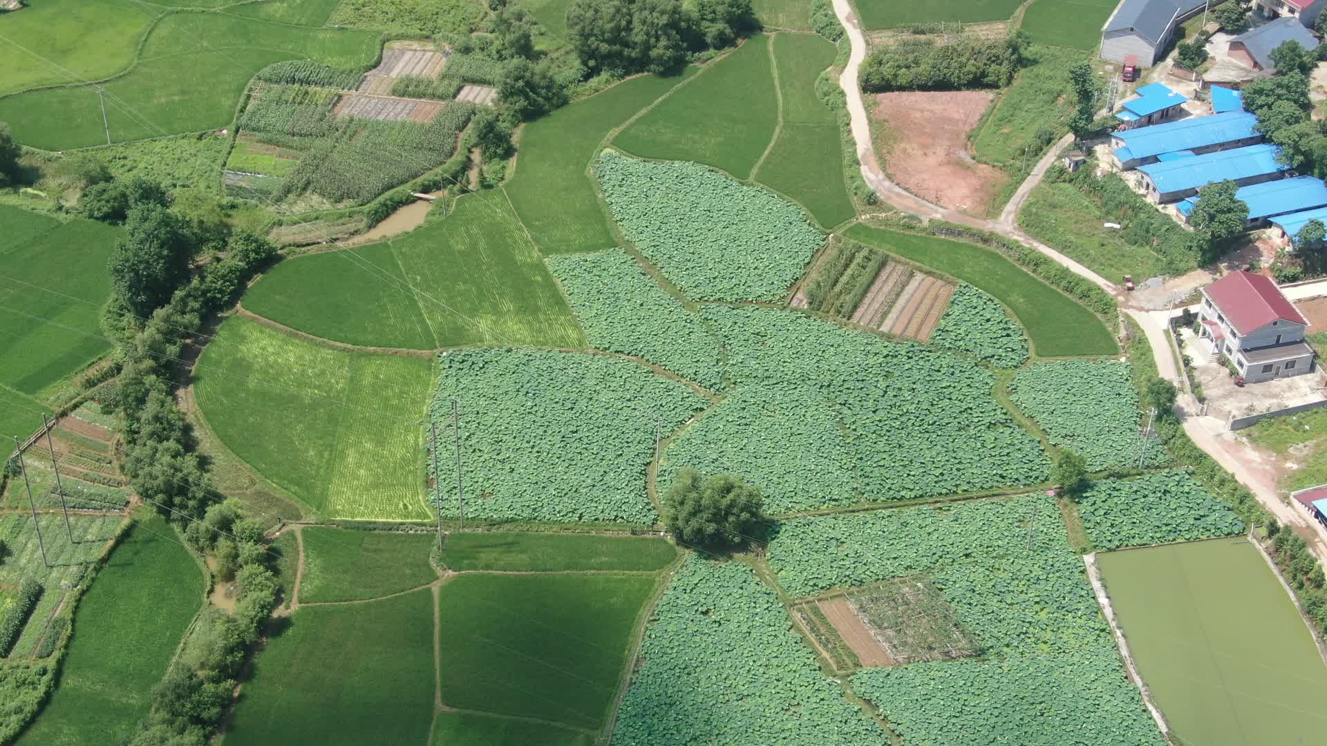 航拍农田绿油油水稻视频的预览图