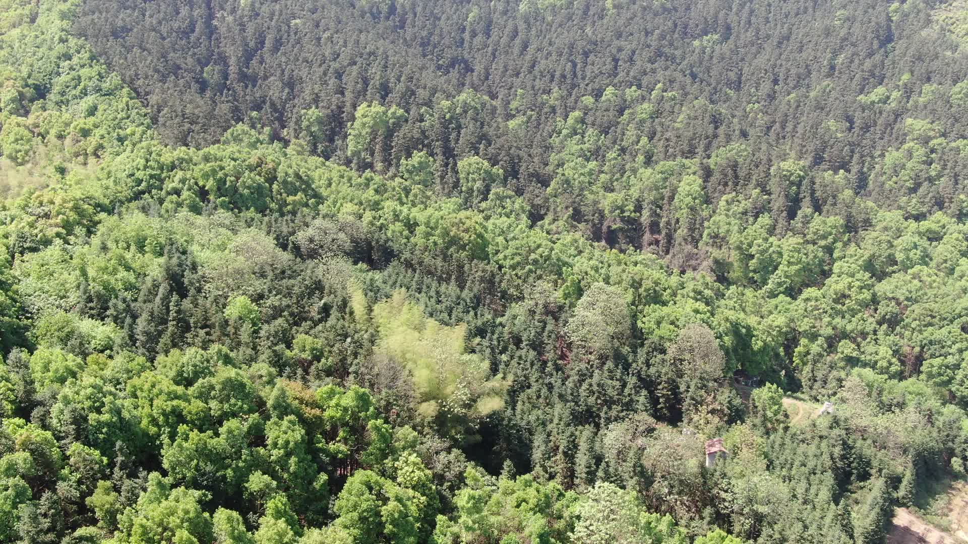 航拍大自然绿色植物森林视频的预览图