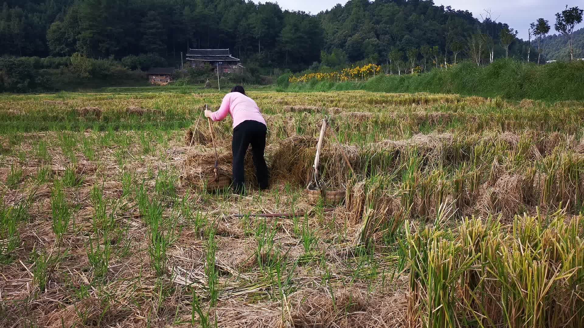 航拍农业种植农田稻田视频的预览图