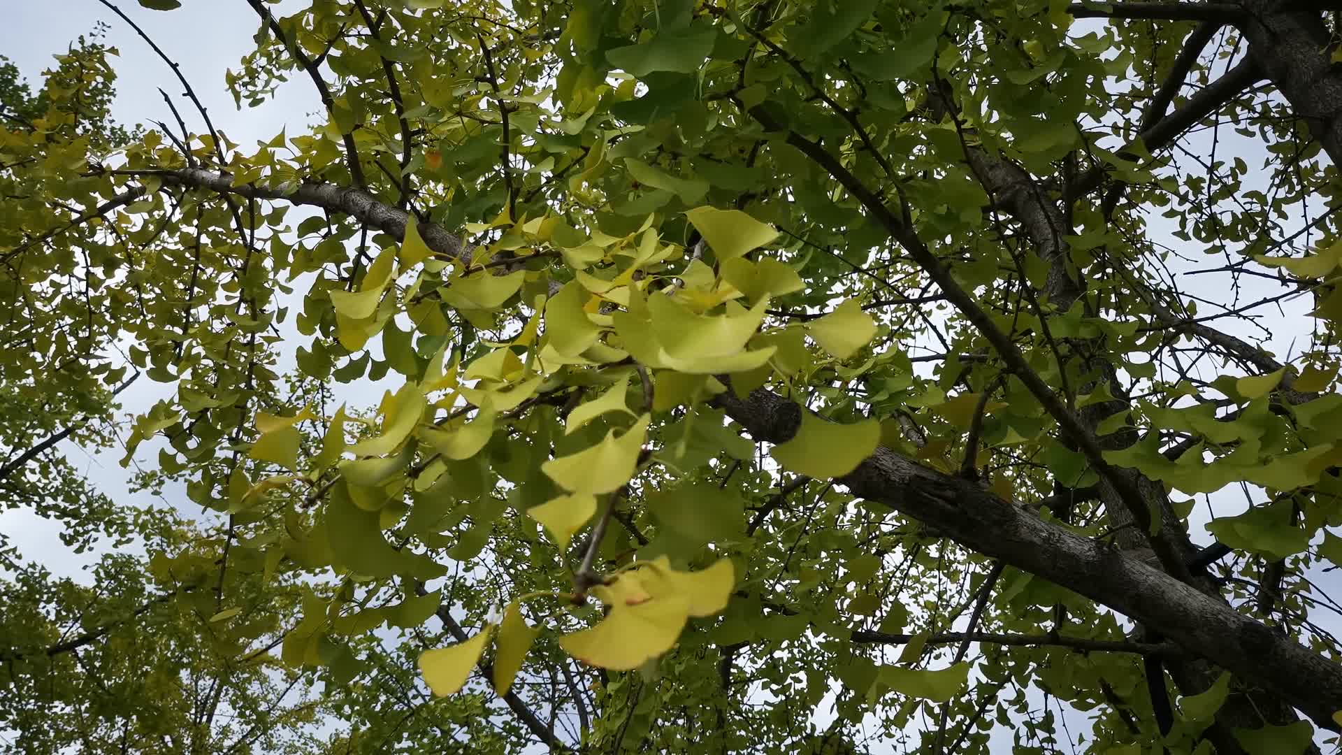 大自然绿色植物树枝树叶视频的预览图