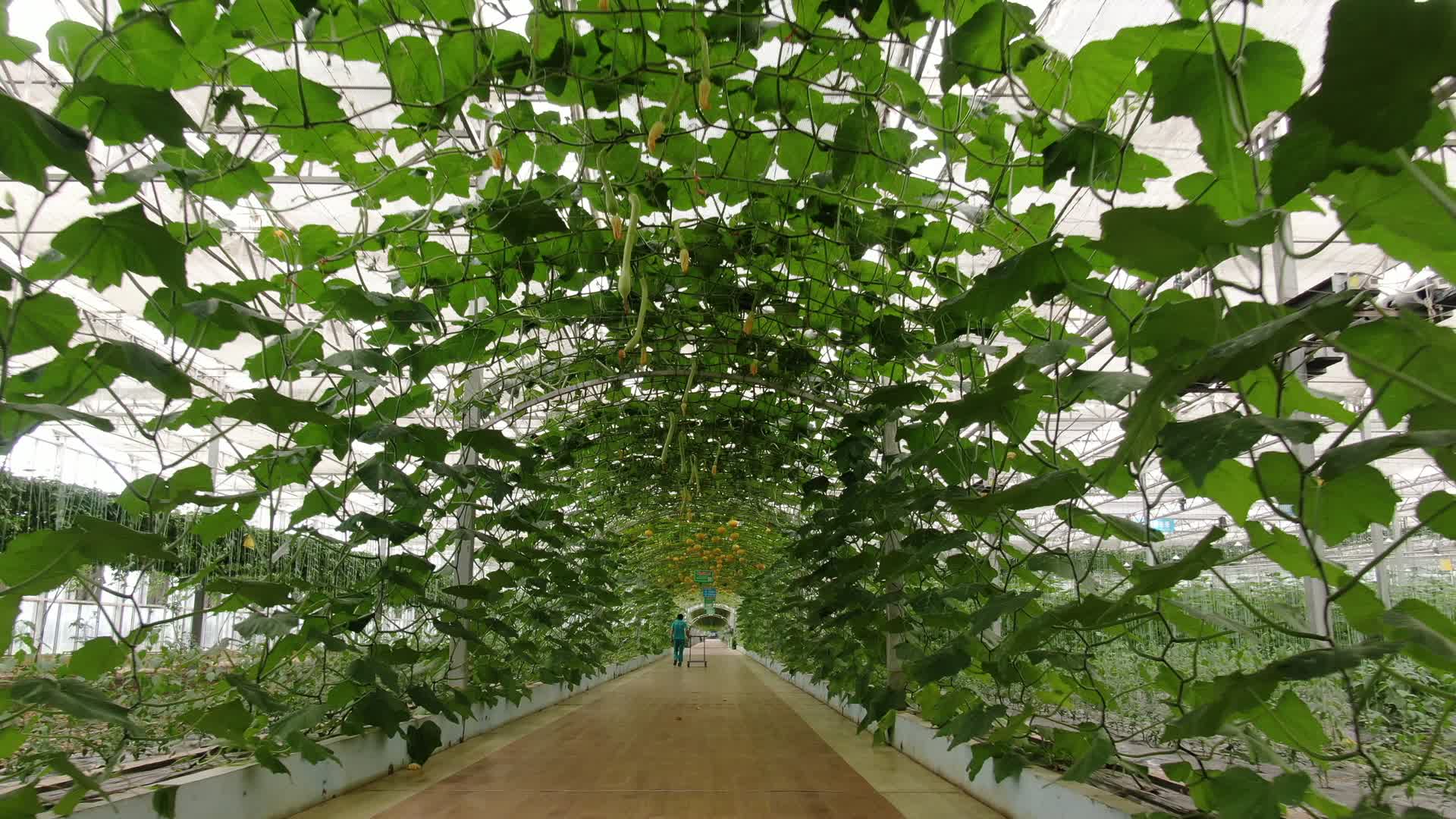 现代农业种植有机蔬菜视频的预览图