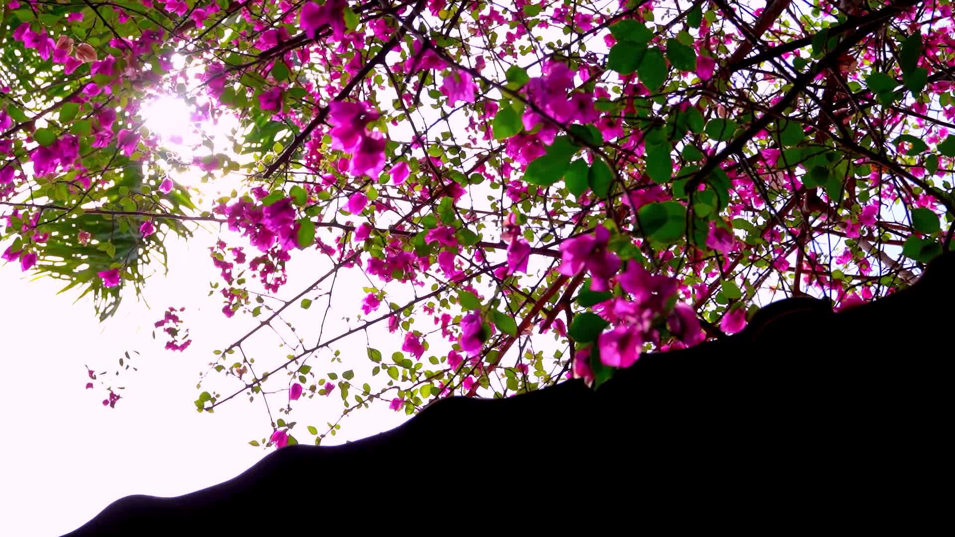 热带植物花卉三角梅剪影视频的预览图