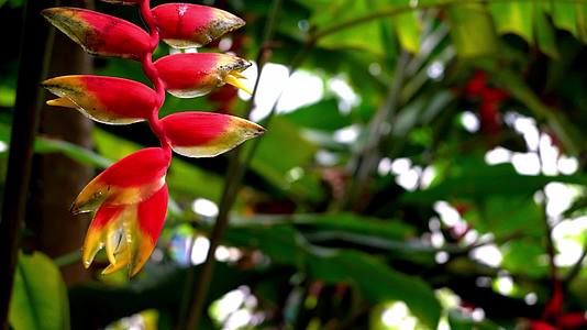 神秘的热带植物花卉视频的预览图