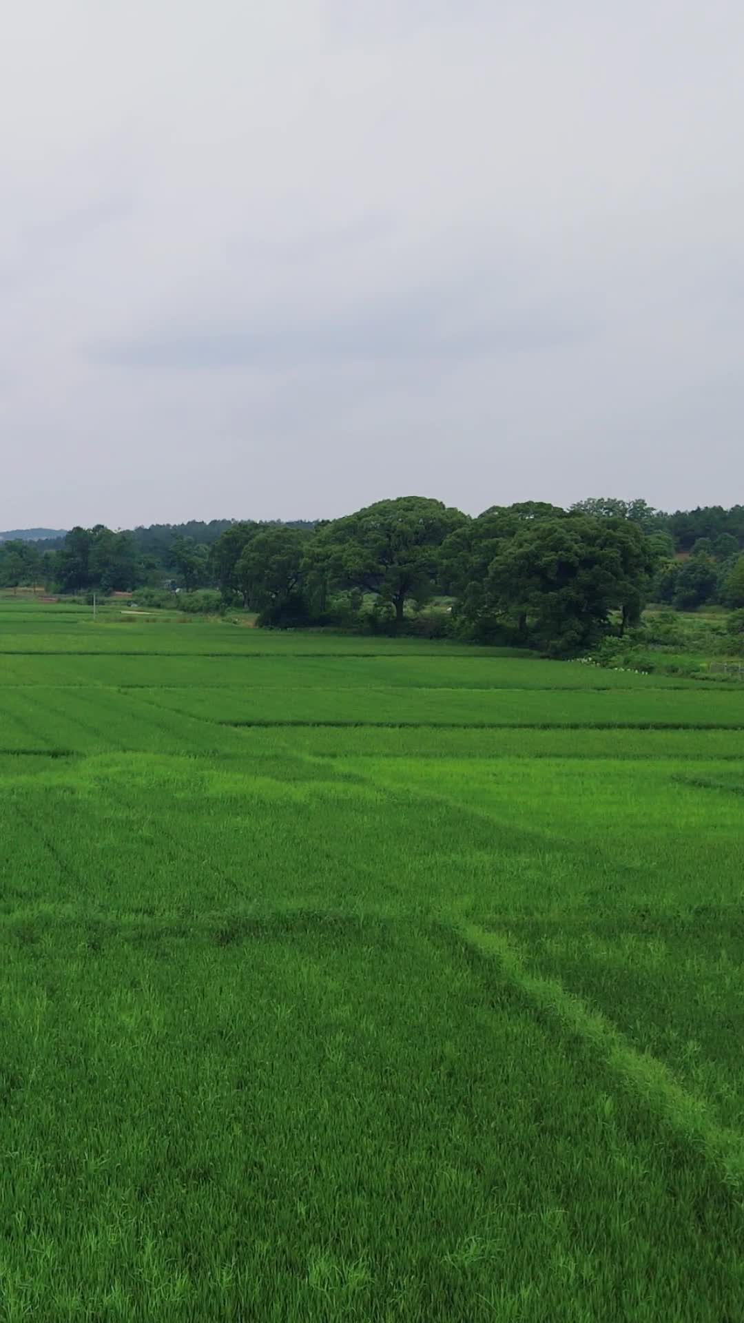 绿色水稻农田竖屏航拍视频的预览图