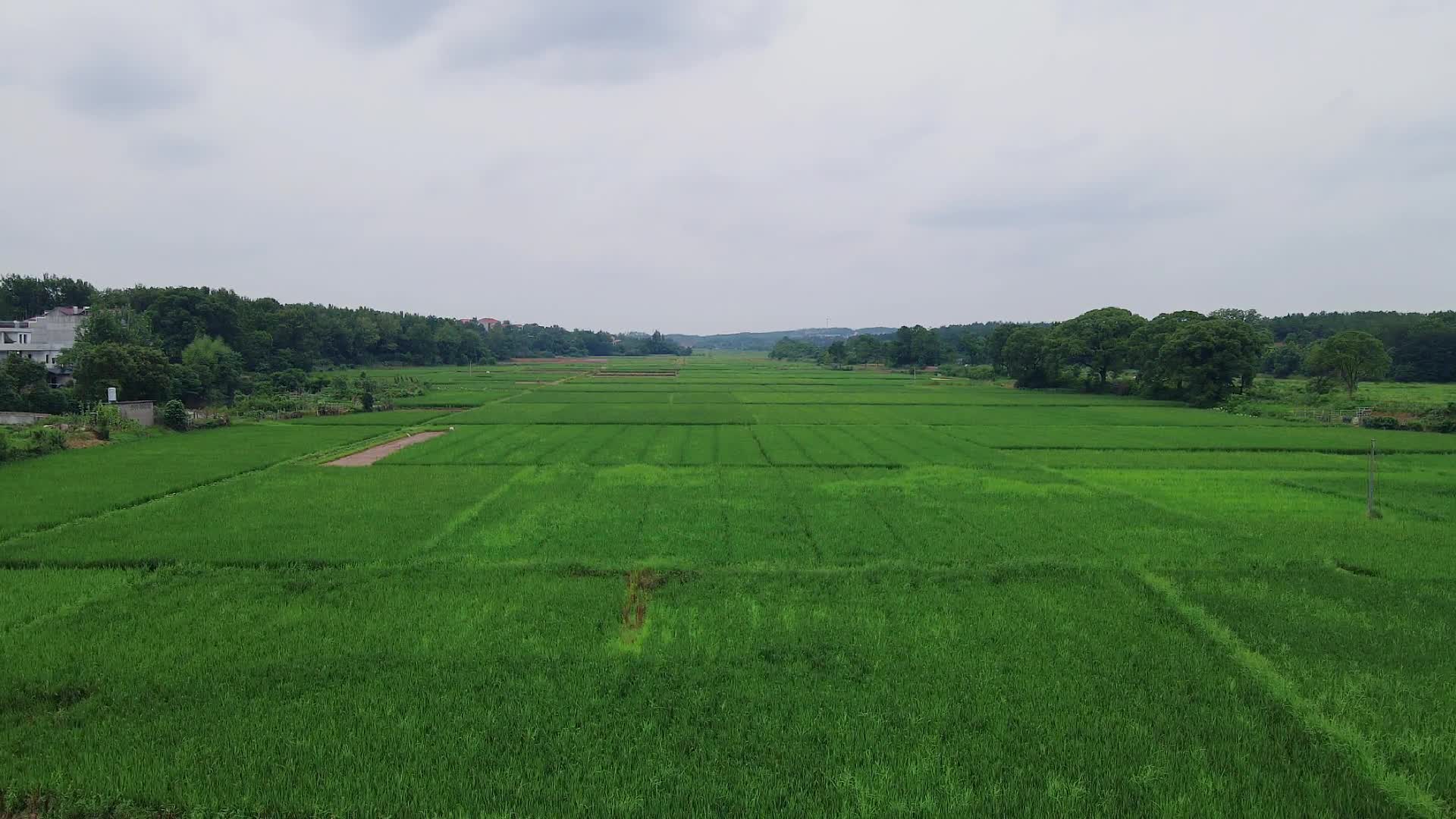 绿色水稻农田竖屏航拍视频的预览图