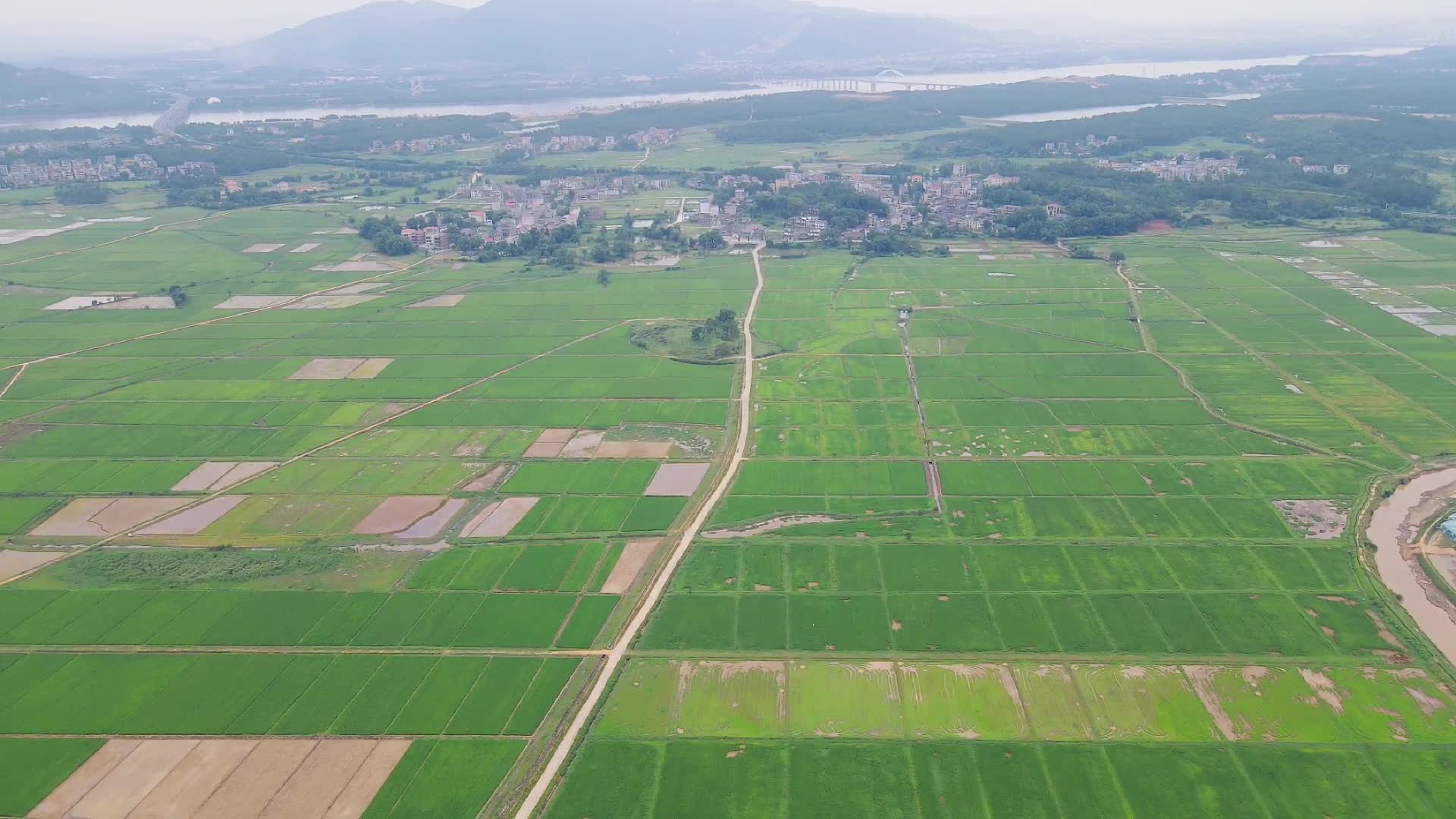 航拍农业种植农田水稻视频的预览图