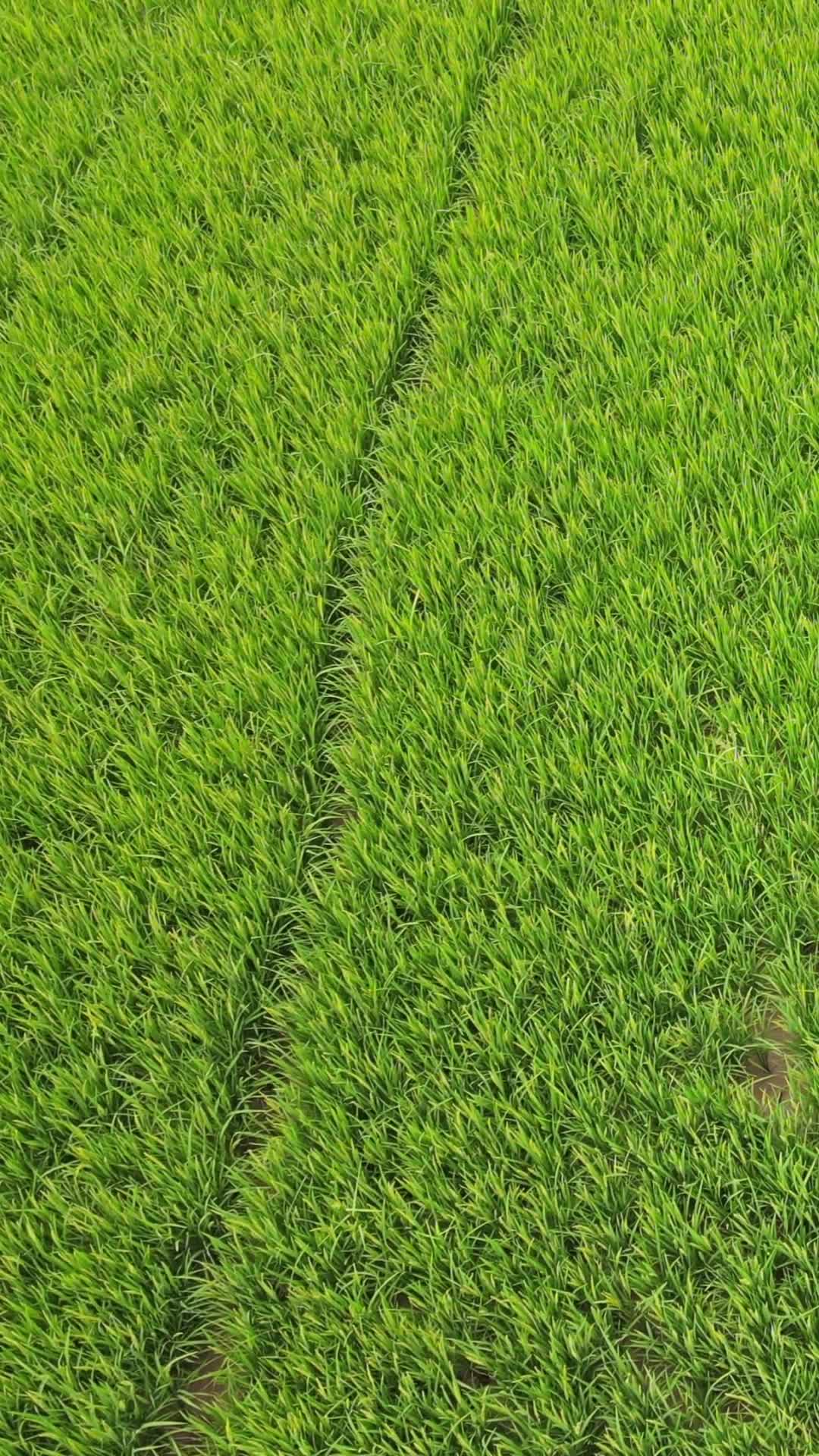 水稻秧苗绿色农业种植视频的预览图