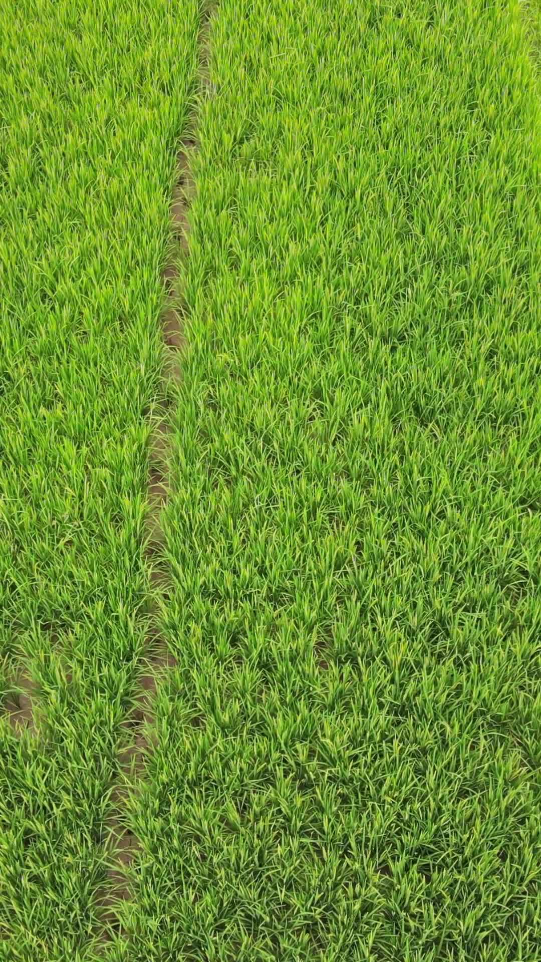 水稻秧苗绿色农业种植视频的预览图