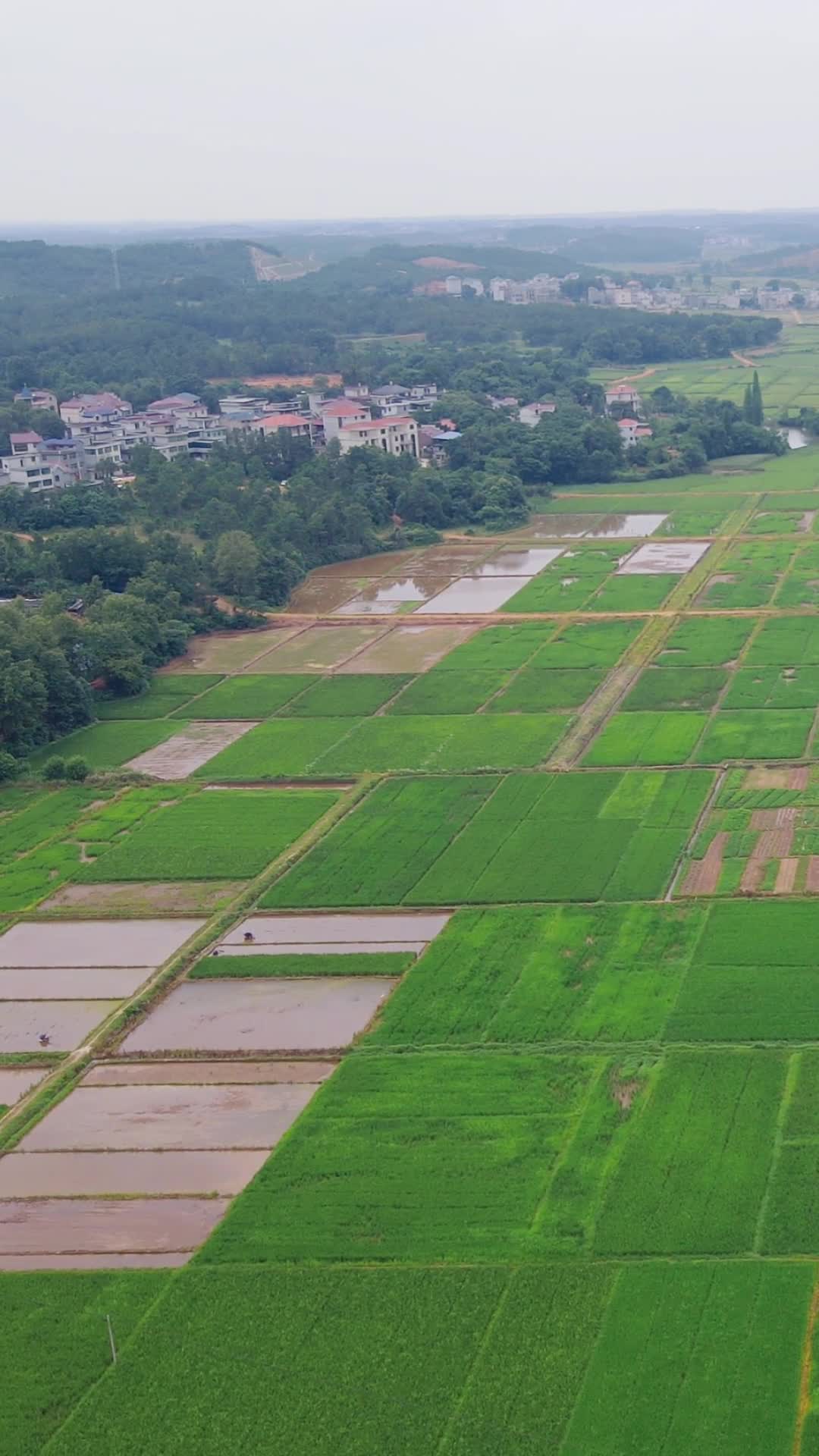 绿油油农田水稻农业种植竖屏航拍视频的预览图