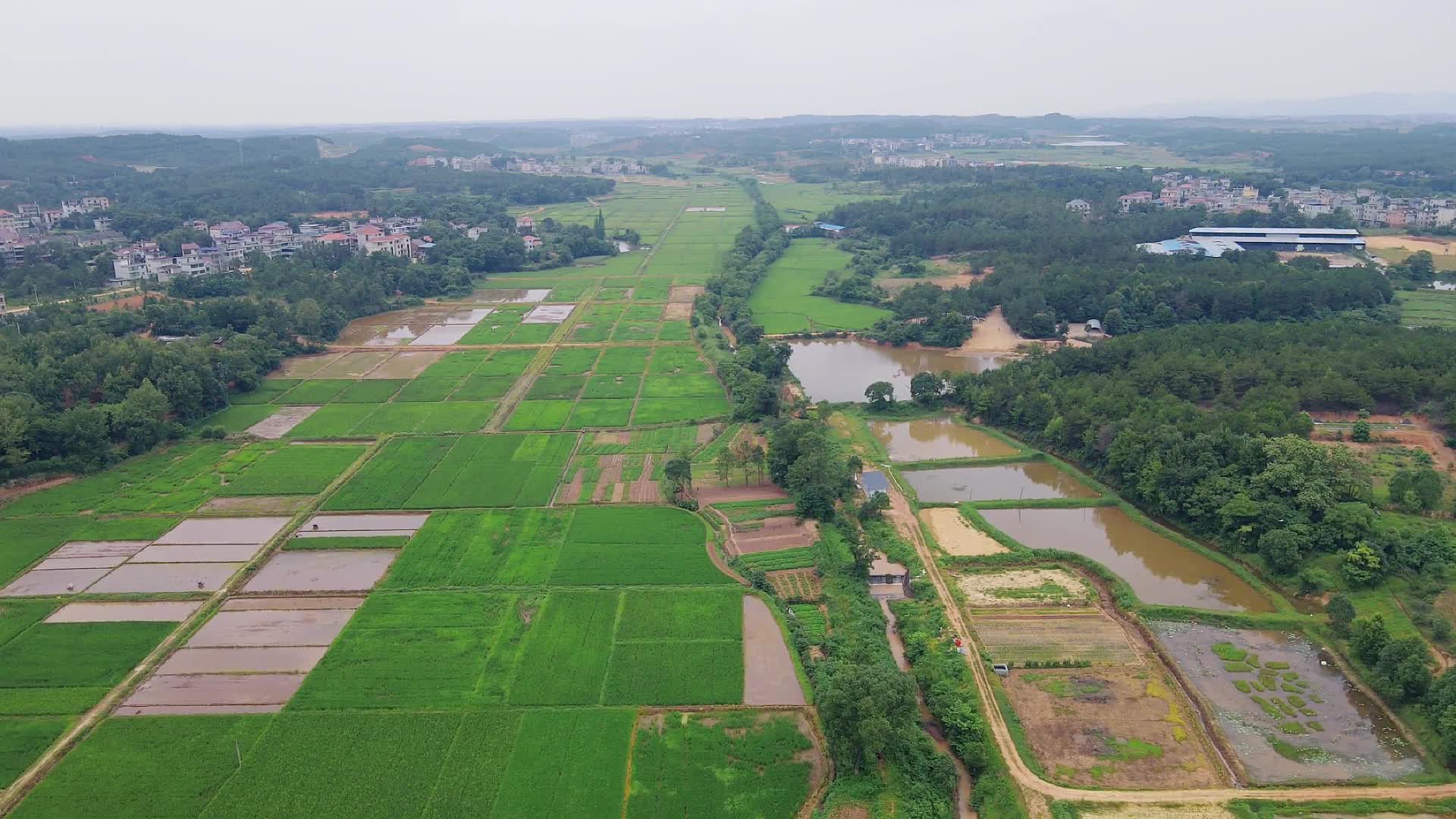 绿油油农田水稻农业种植竖屏航拍视频的预览图