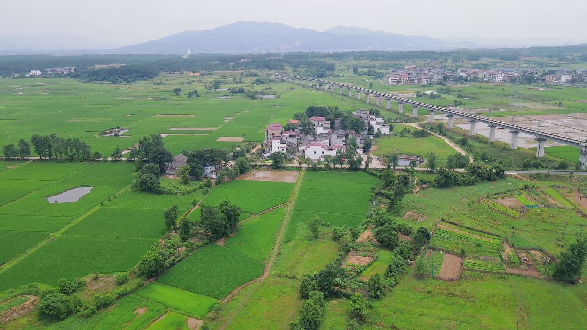 美丽乡村农业种植稻田航拍视频的预览图