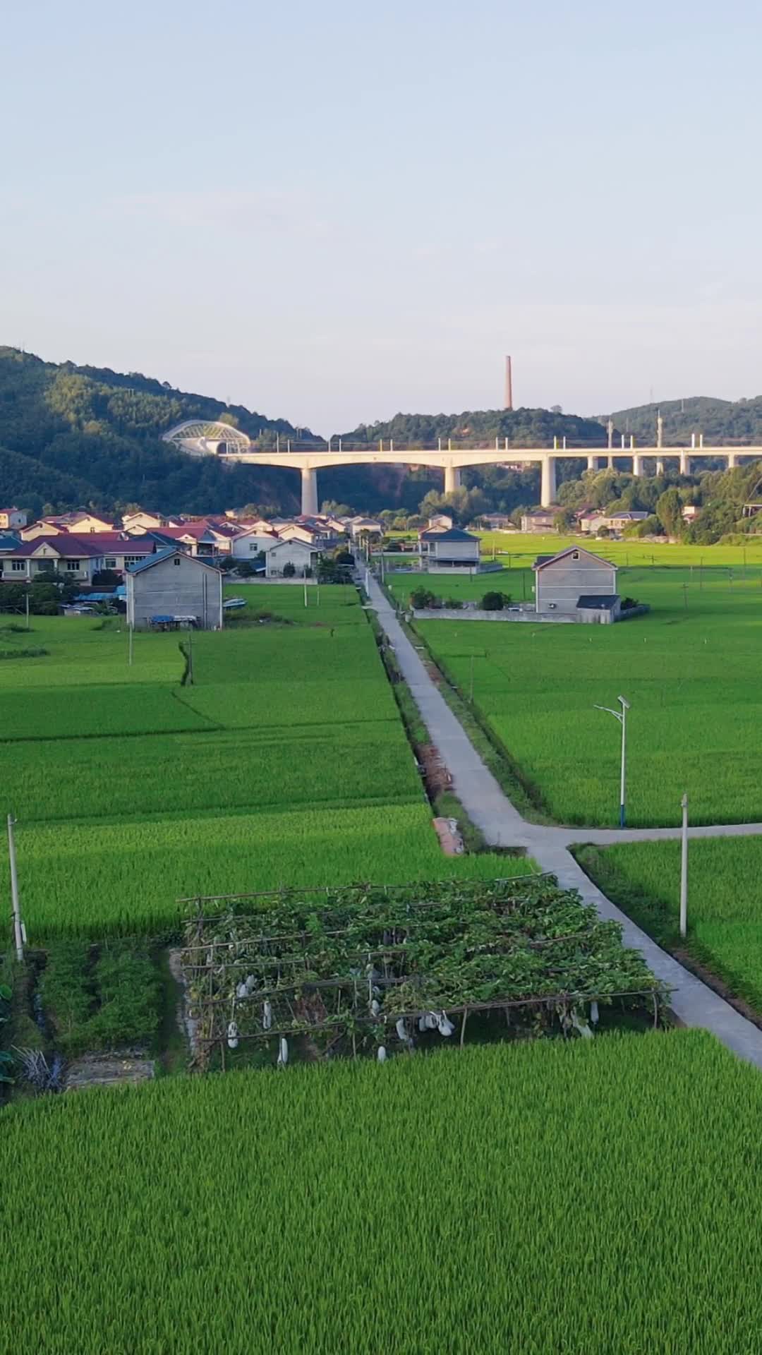美丽乡村农业种植稻田航拍视频的预览图