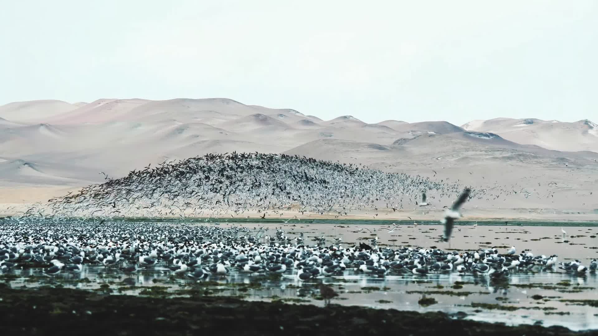海滩岸边成群的飞鸟起飞视频的预览图