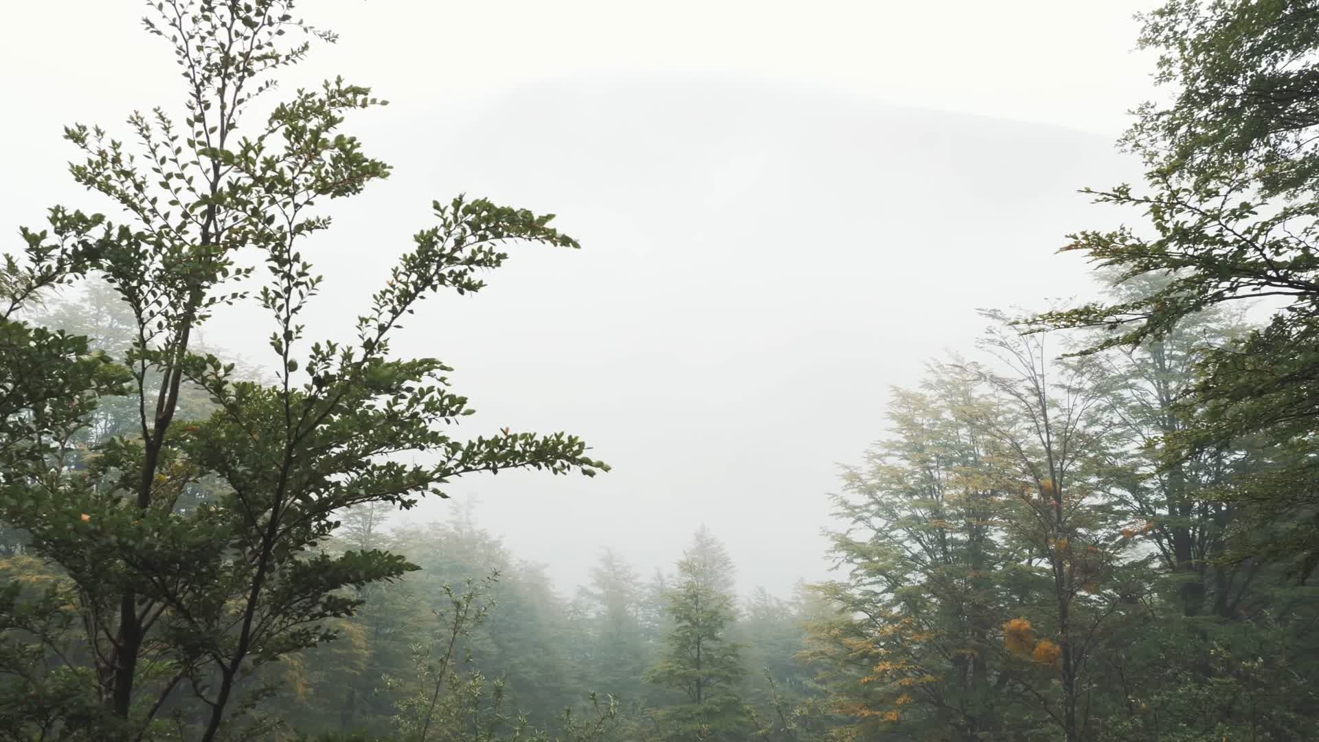森林雪山云雾夕阳日落合集视频的预览图
