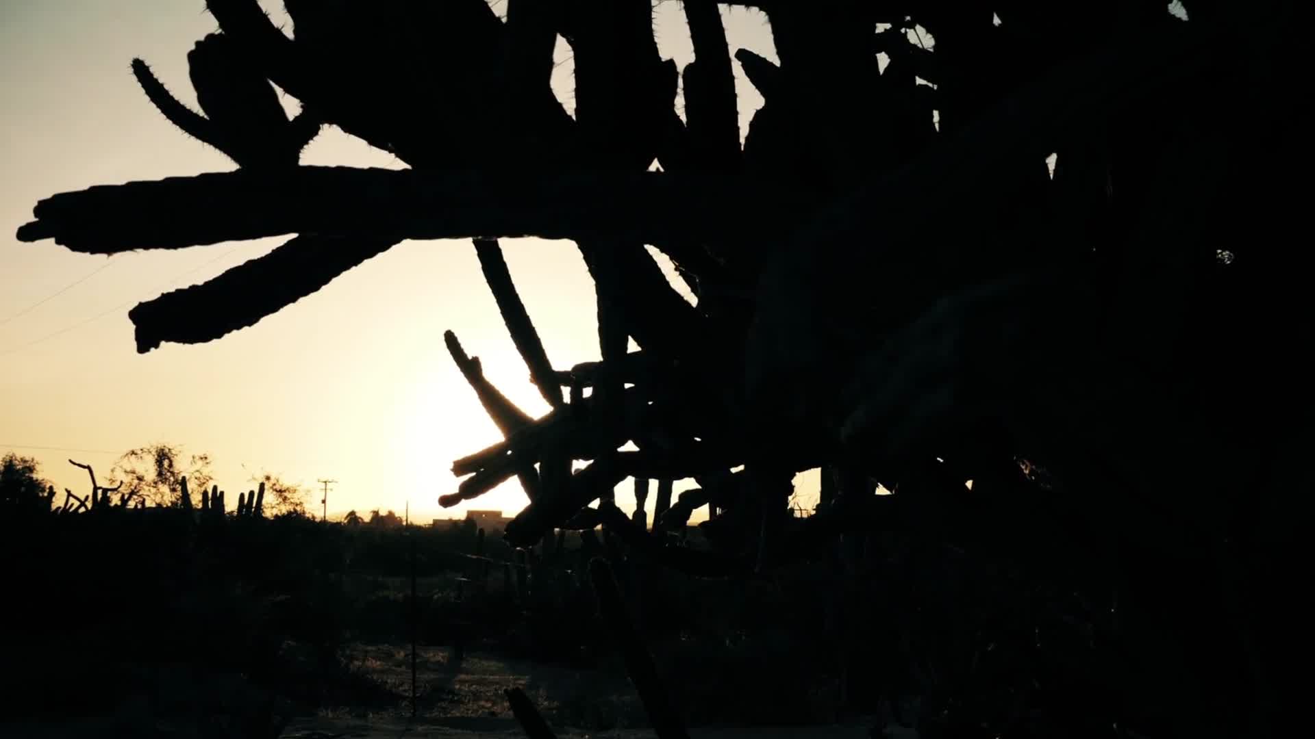 傍晚日落夕阳荒漠仙人掌剪影视频的预览图