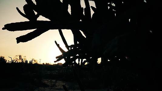 傍晚日落夕阳荒漠仙人掌剪影视频的预览图