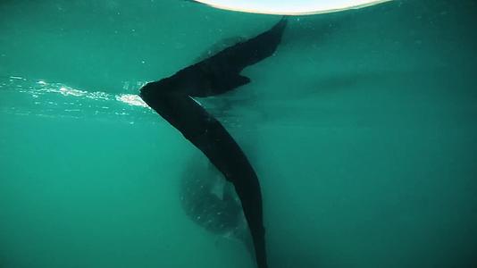 潜水水下拍摄鲸鲨鲸鱼视频的预览图