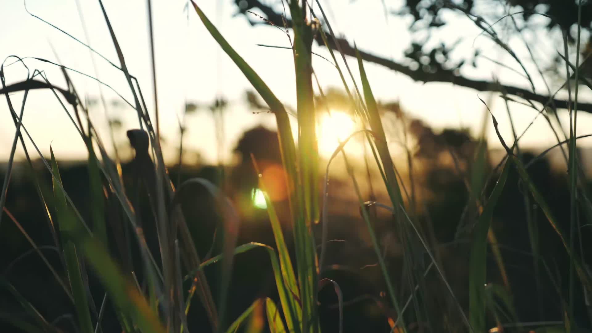 夏日海岛雨林植物阳光视频的预览图