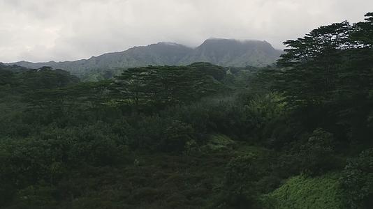 深山老林原始雨林植被云雾航拍视频的预览图
