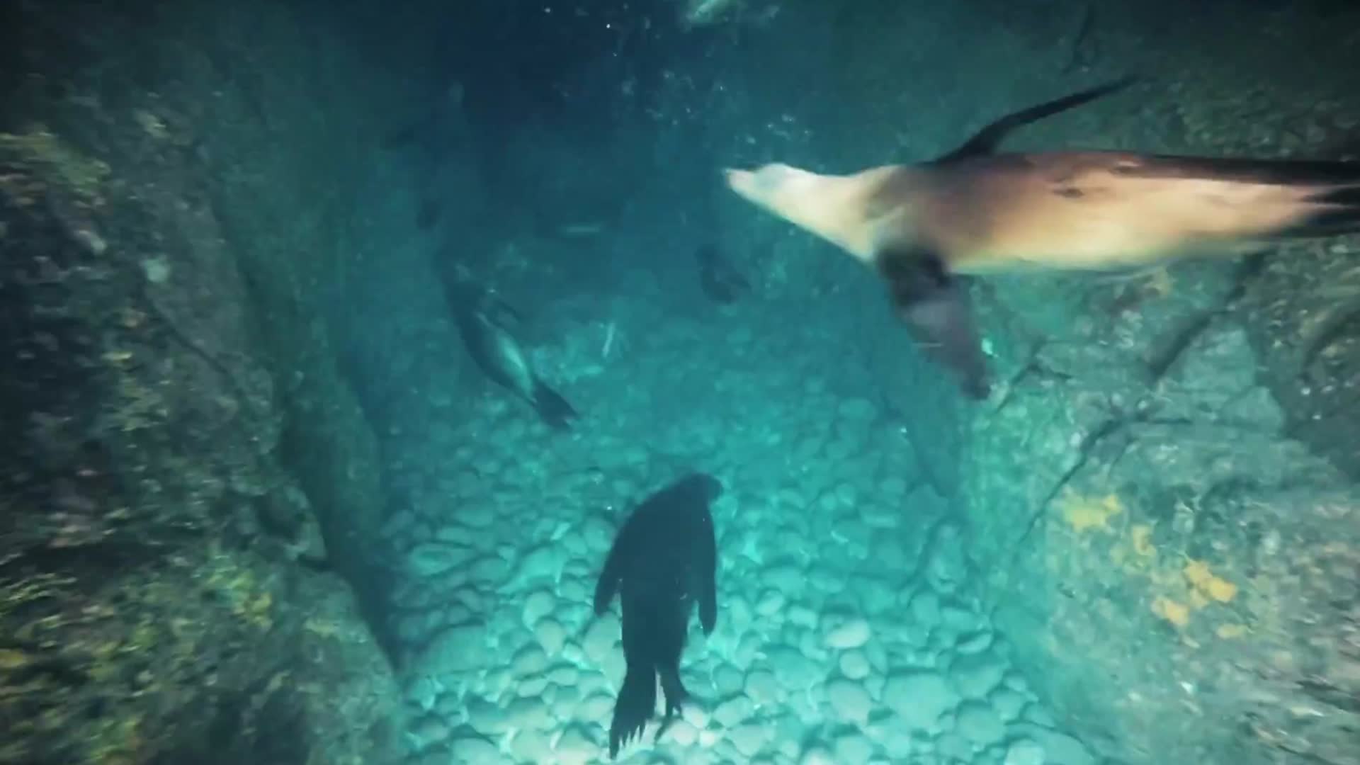 潜水野生海豹群玩耍觅食互动视频的预览图