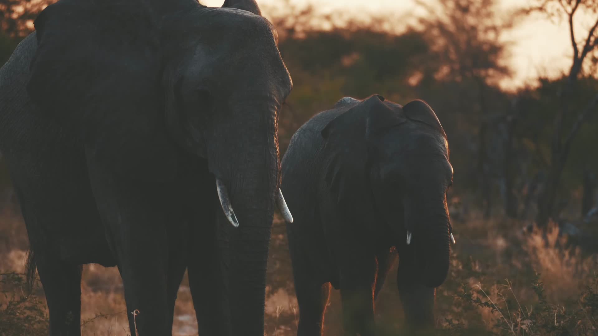 14非洲大草原野生动物唯美合集视频的预览图