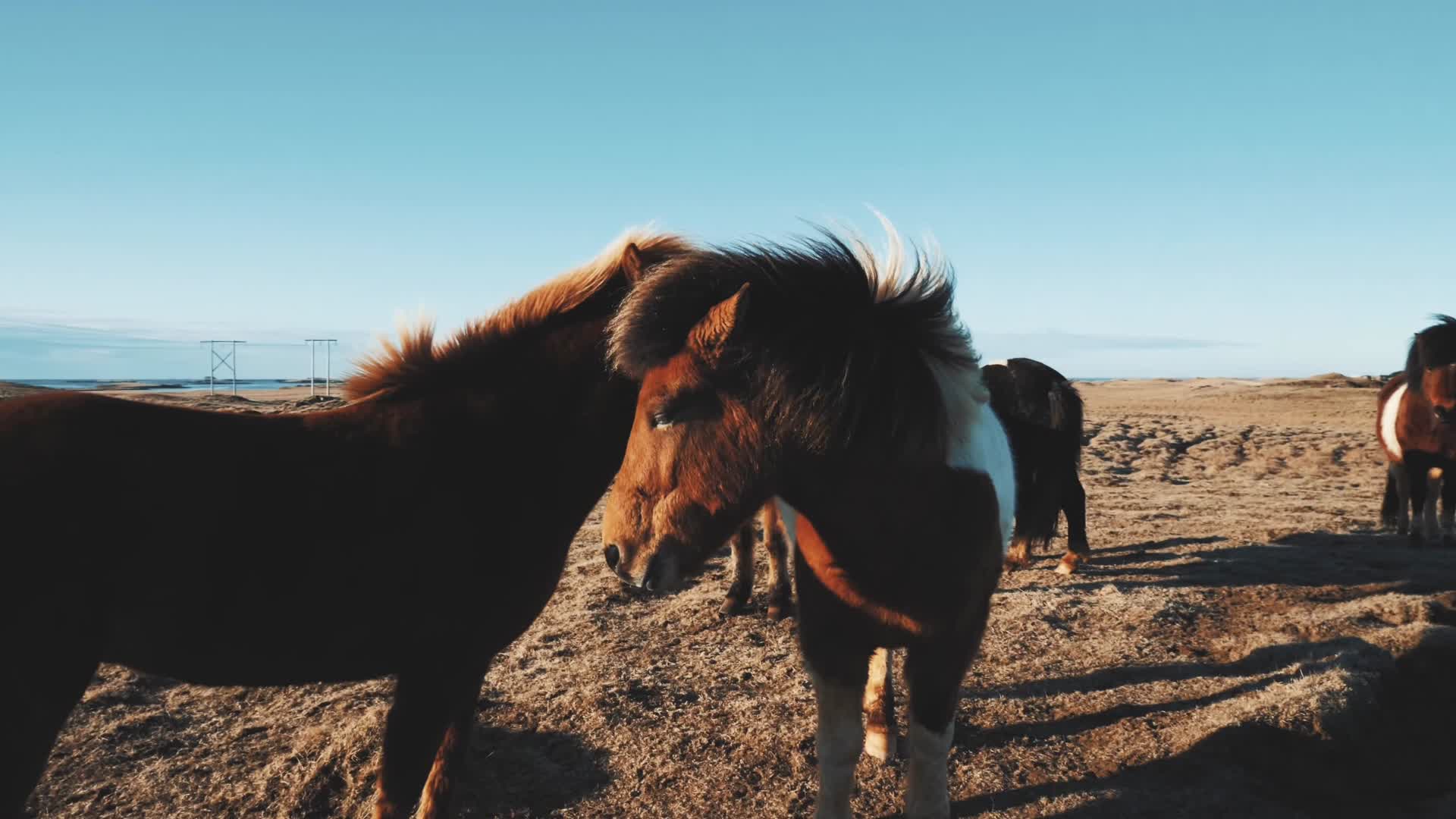 草原草场牧场小马视频的预览图