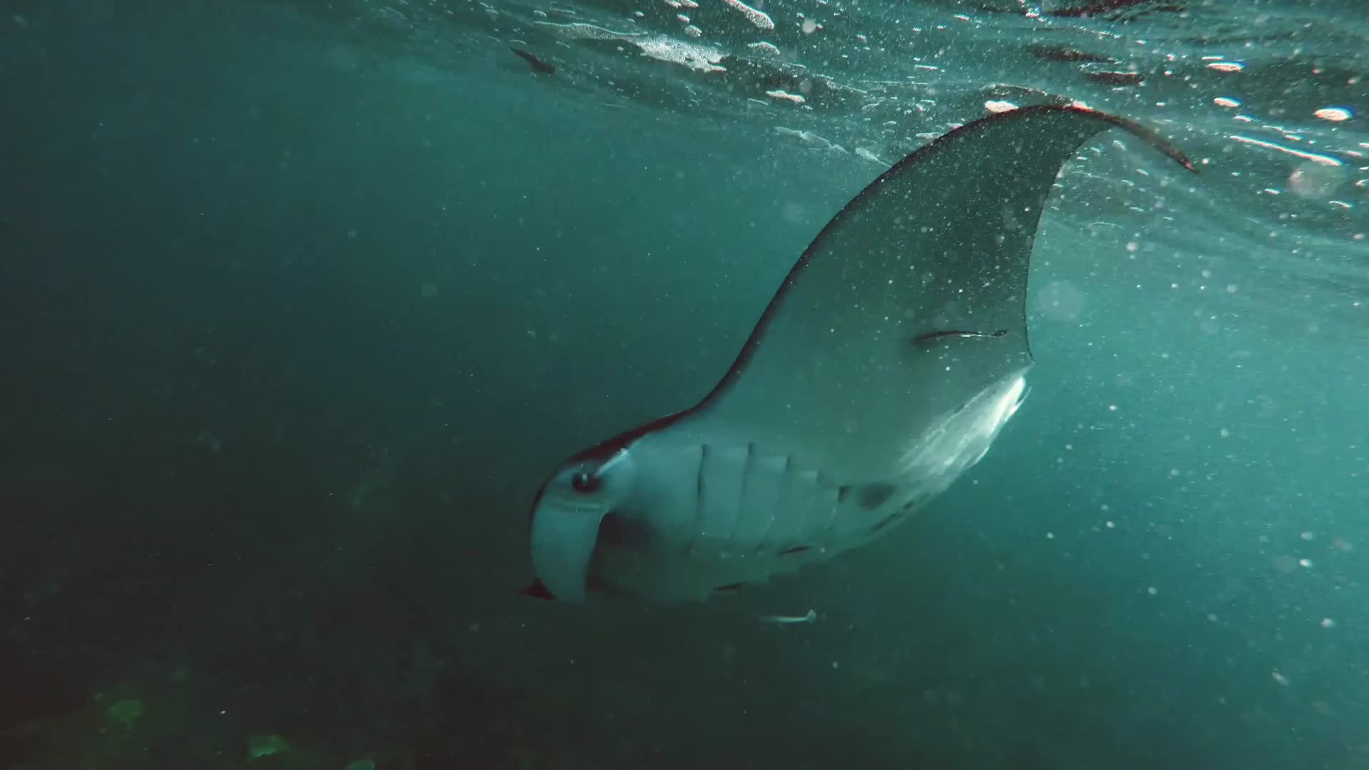 潜水水下拍摄蝠鲼鳐鱼视频的预览图