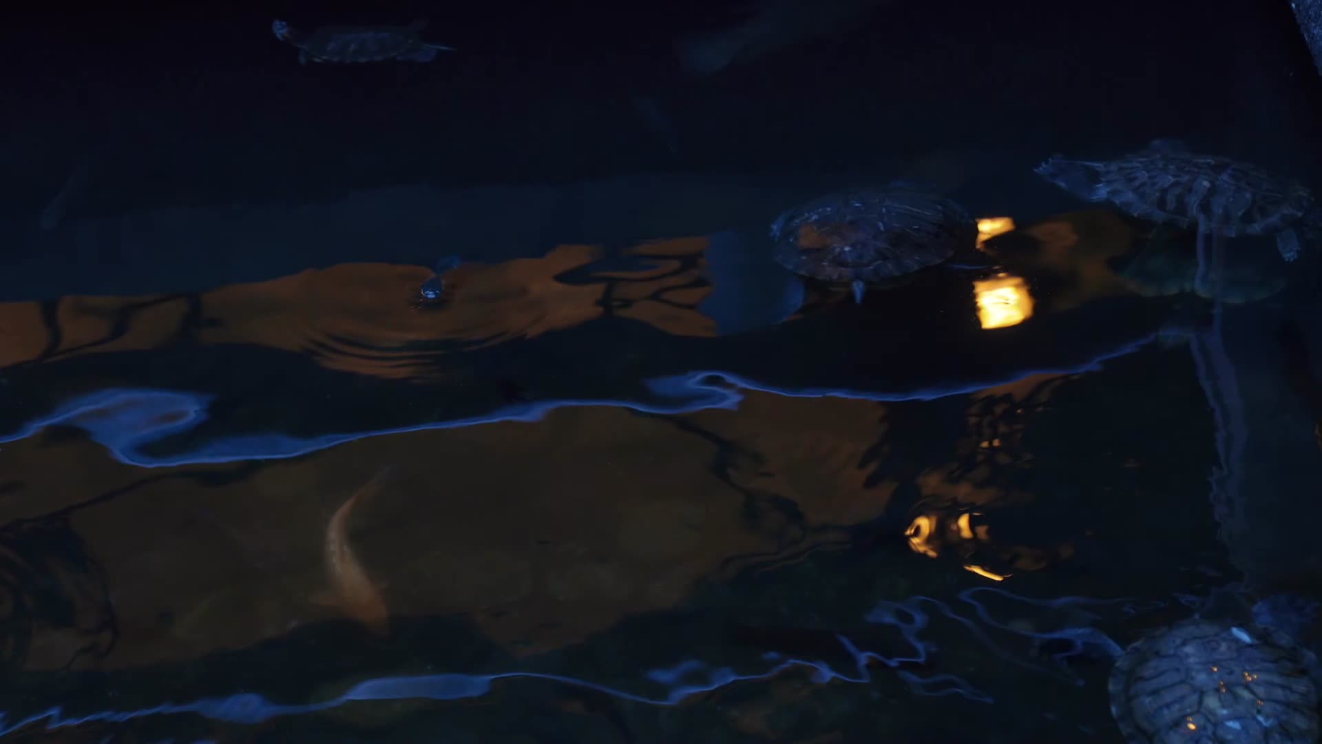 水族馆水池中游泳的乌龟鱼类视频的预览图