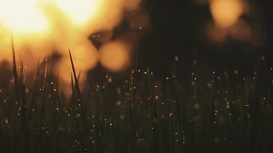 夏日雨后植物花草逆光唯美合集视频的预览图