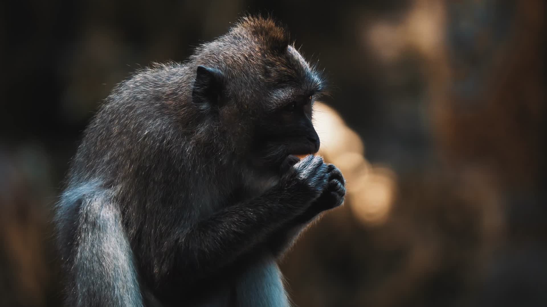夏季森林野生猴子觅食视频的预览图
