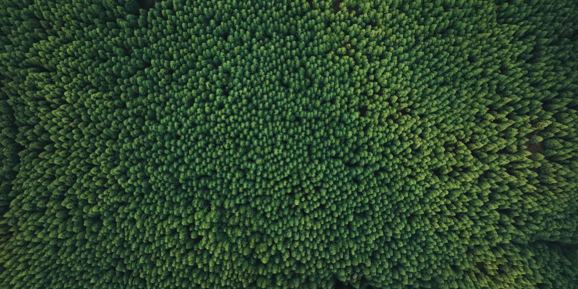 原始雨林森林唯美云雾航拍视频的预览图