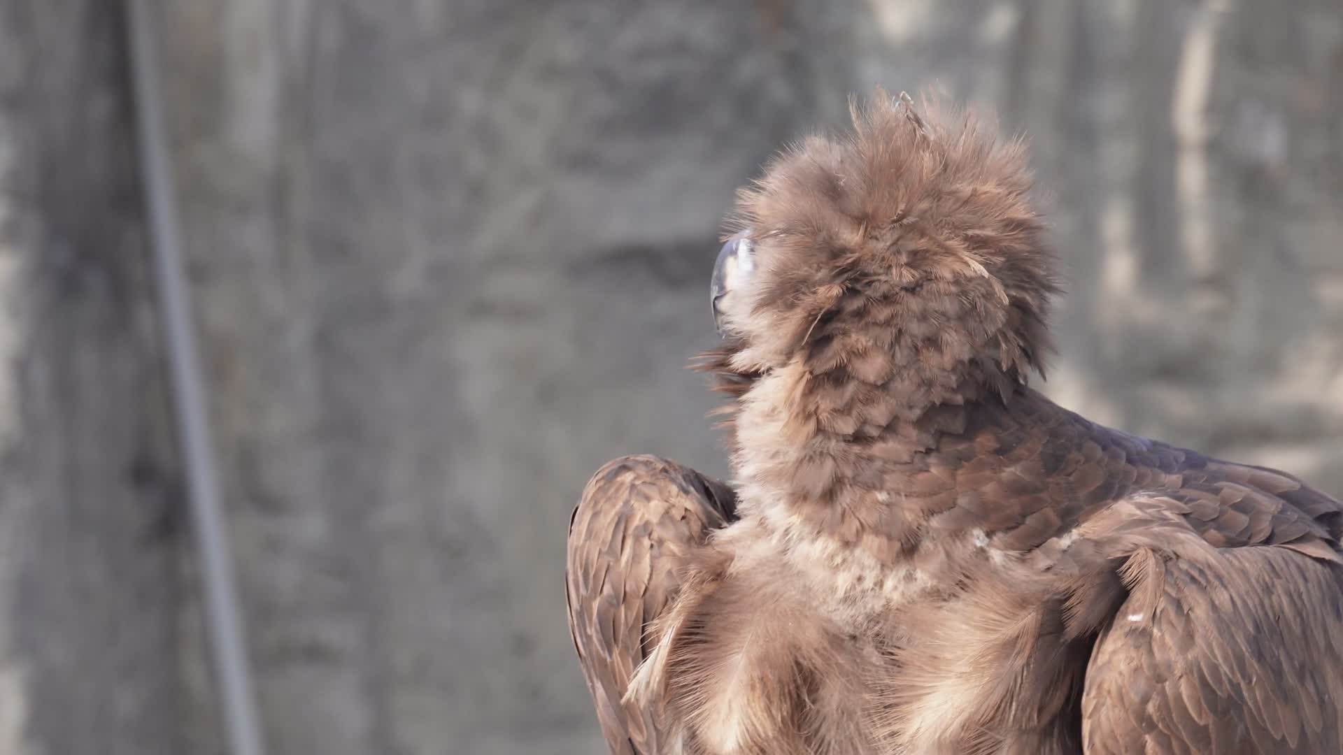 秃鹫秃鹰雄鹰老鹰猎食吃肉视频的预览图
