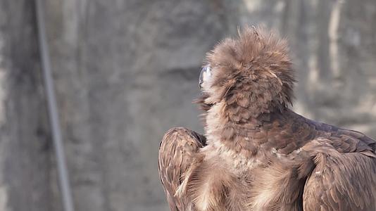 秃鹫秃鹰雄鹰老鹰猎食吃肉视频的预览图