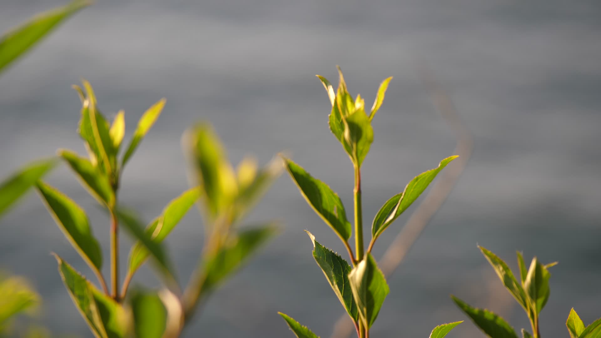 青岛最美海岸线4K宣传片植物特写02视频的预览图