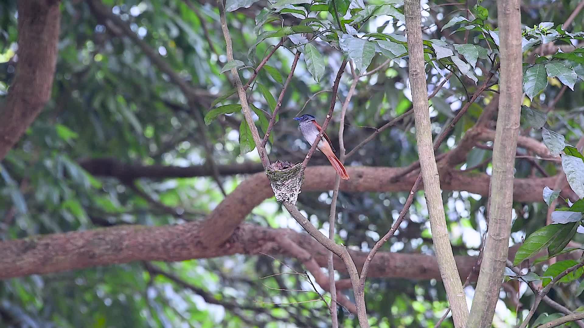 绶带鸟育雏视频的预览图