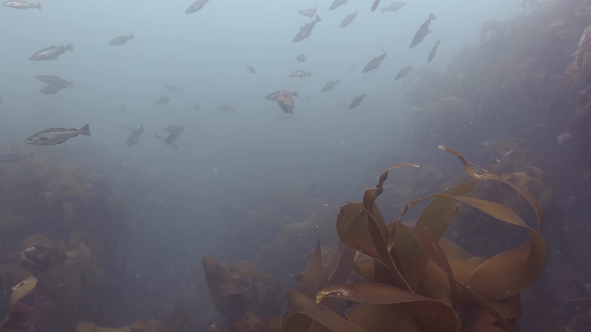 大西洋潜水水下拍摄鱼群海藻视频的预览图