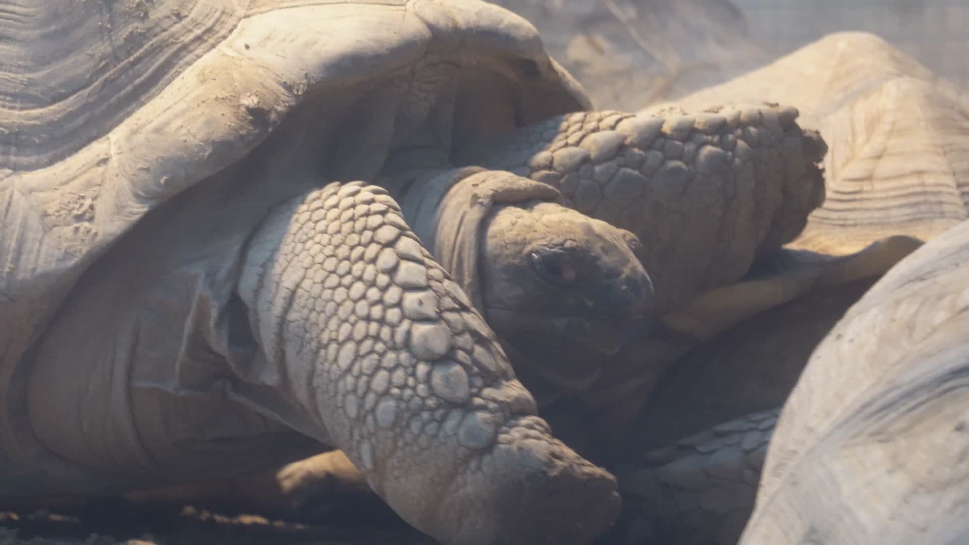 象龟乌龟爬行动物辐射龟宠物龟视频的预览图