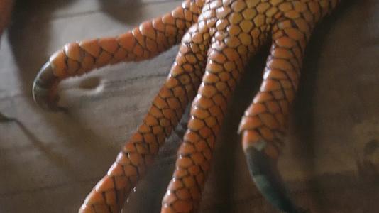 蜥蜴猎蜥手工爪子眼睛爬行动物特写视频的预览图