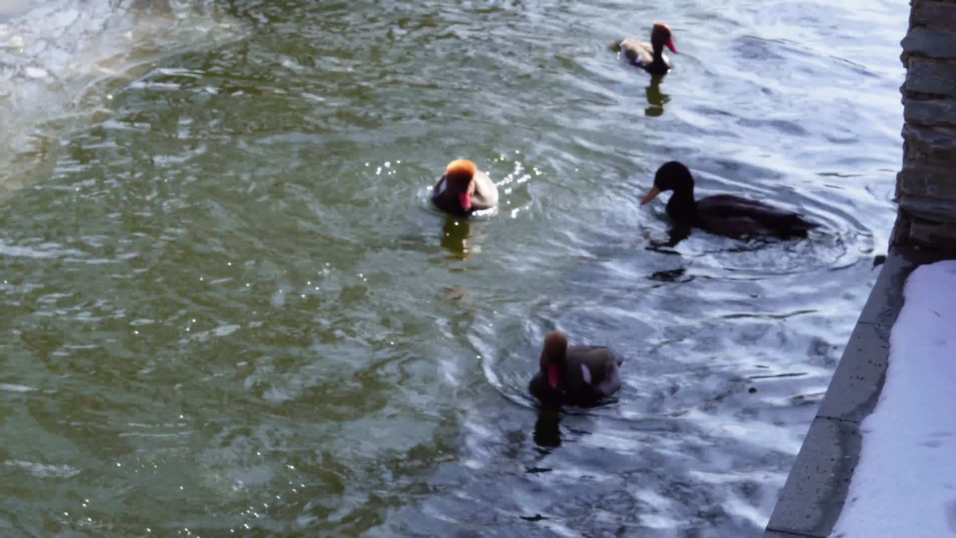 鸭子鸳鸯浮水潜水游泳视频的预览图