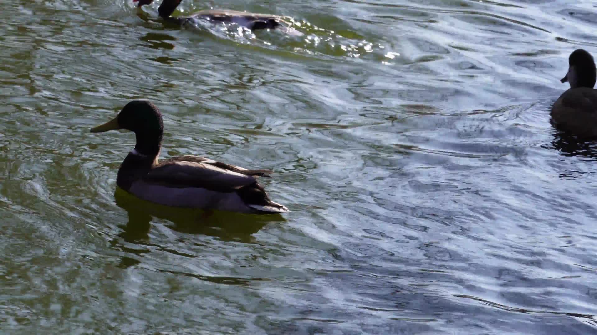鸭子鸳鸯浮水潜水游泳视频的预览图