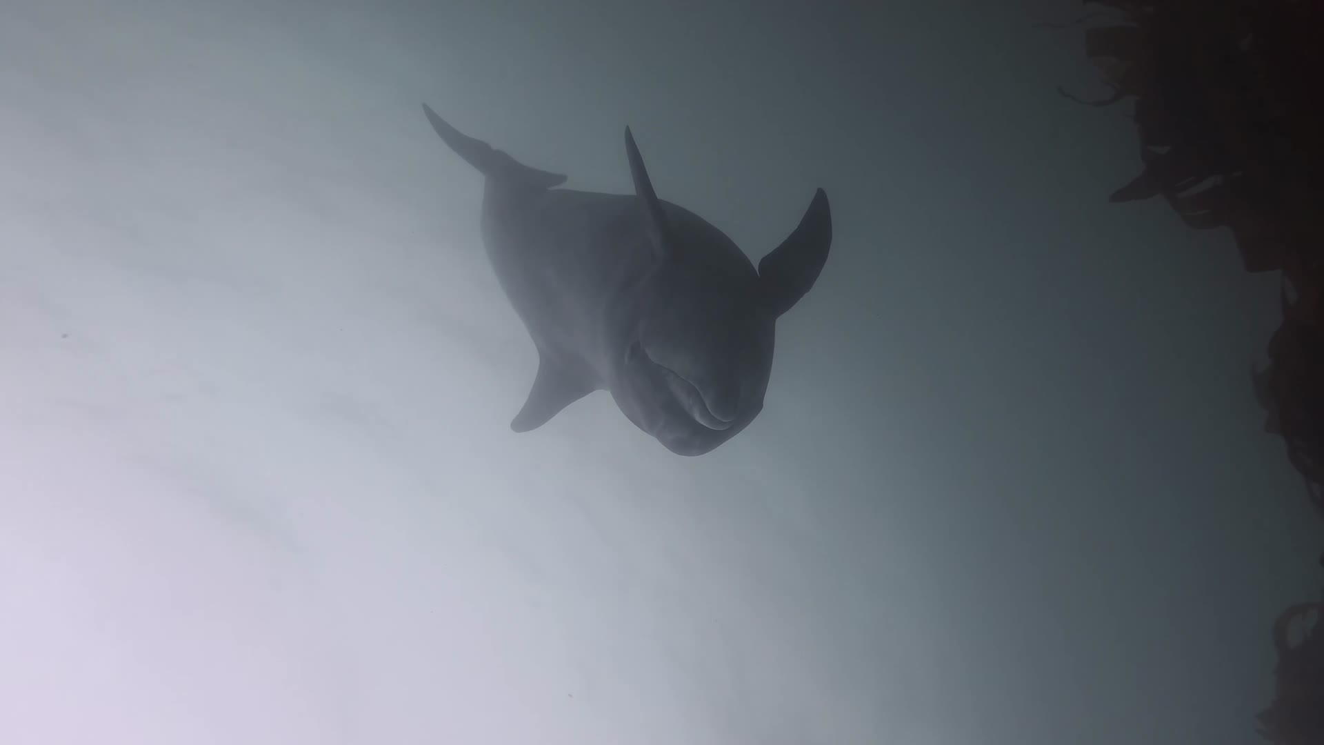 大西洋潜水水下拍摄海豚视频的预览图