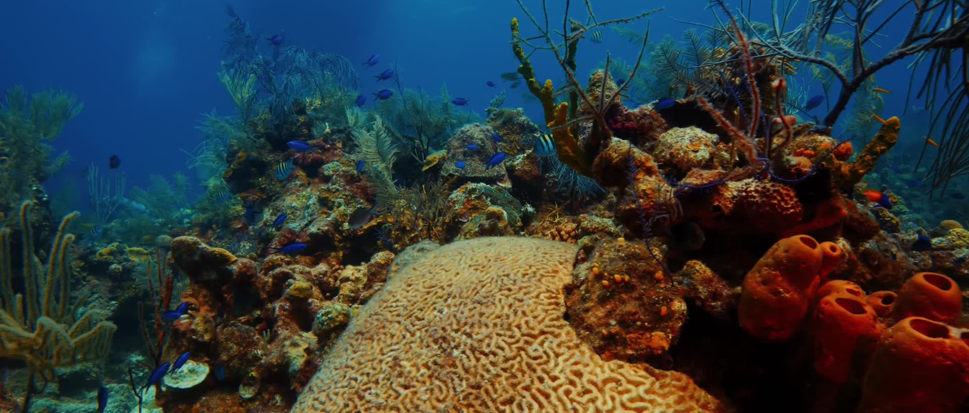 潜水拍摄热带珊瑚鱼群视频的预览图