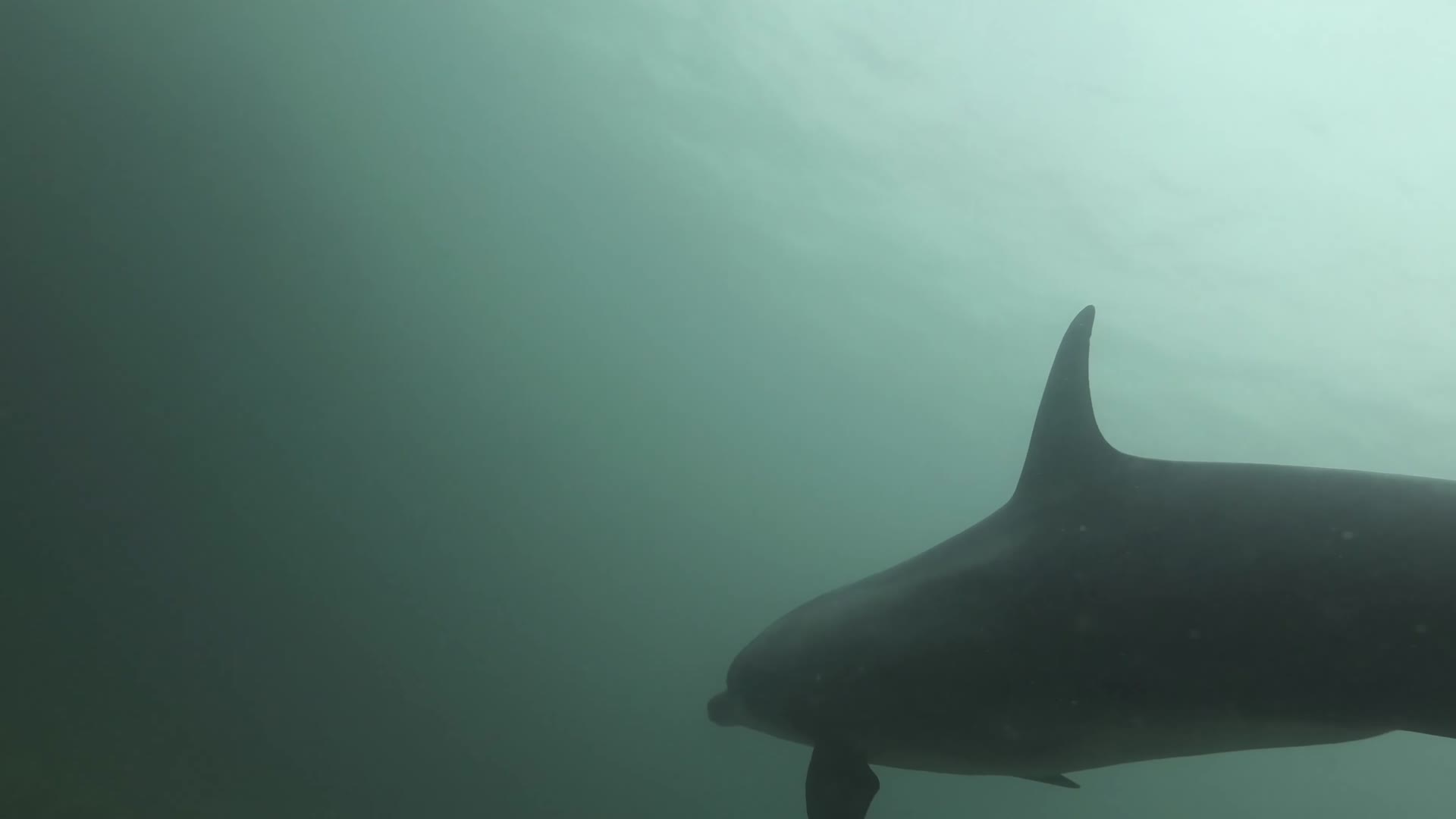大西洋潜水水下拍摄海豚玩耍视频的预览图
